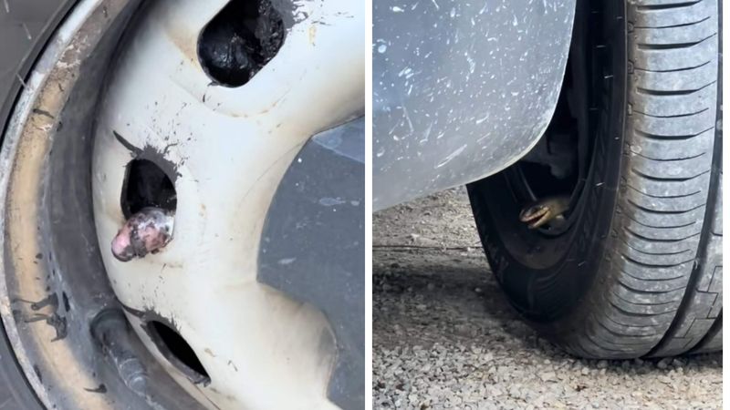 Un șofer a găsit un șarpe în anvelopă