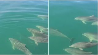 VIDEO Turiștii de pe litoral, fascinați de delfini