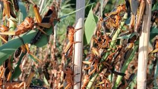 VIDEO Invazie „apocaliptică” de lăcuste. Fermierii sunt disperați: „Nu se poate așa! Ne mănâncă și pe noi!”