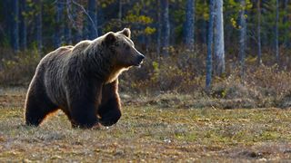 Clipe de coșmar pentru un cioban din Argeș. Bărbatul a fost atacat de urs