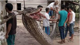 VIDEO Un bărbat dat dispărut de familie a fost găsit mort în burta unui piton uriaș