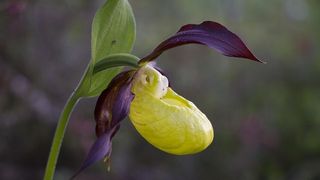 Papucul Doamnei - Maramureș