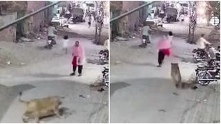 VIDEO Leoaica fugită de acasă a atacat oamenii pe străzile din Pakistan