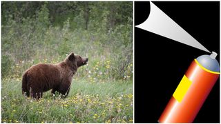 C&acirc;t costă un spray anti-urs: Este musai să &icirc;l ai la tine dacă faci drumeții pe munte