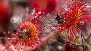 Roua Cerului - planta carnivoră care crește în Maramureș