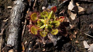 Știai că în Maramureș crește o plantă carnivoră? Cum arată Roua Cerului și cu ce se hrănește