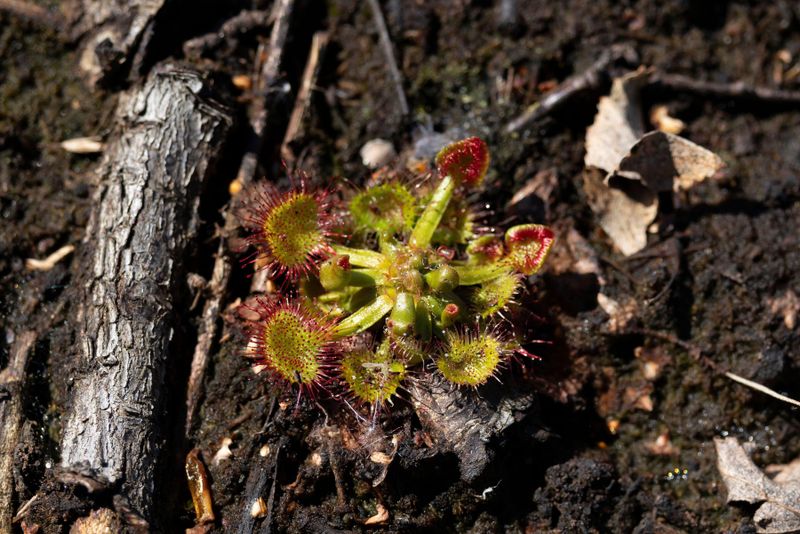 Roua Cerului - planta carnivoră care crește în Maramureș