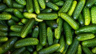 Castraveți murați de vară - rețetă