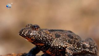 VIDEO &bdquo;Să mute broaștele&rdquo;. Buhaiul de baltă, victima detaliilor tehnice de pe TransApuseana