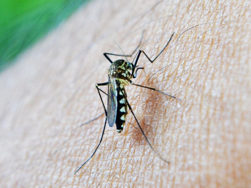 Malaria nu se transmite de la o persoană la alta prin contact direct. Singura cale de transmitere este prin înțepătura unui țânțar infectat.