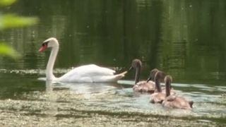 VIDEO Pui de lebădă pierduți, reuniți cu familia. Cine a salvat păsările