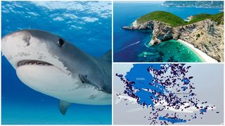 33 de specii de rechin, descoperite în apele Greciei. Cele mai multe atacuri asupra omului au avut loc în insula Corfu