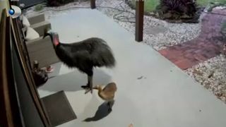 VIDEO Clipe de panică pentru o familie! Mamă și fiu, atacați de „pasărea-dinozaur” în propria grădină din Australia