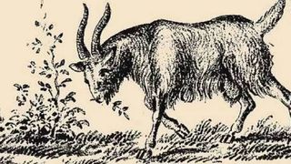 Test. Ai un IQ peste medie dacă vezi stăp&acirc;nul acestei capre ascuns &icirc;n iluzia optică de mai jos