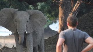 Milionar ucis de un elefant 