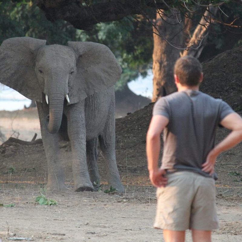 Milionar ucis de un elefant 