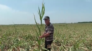 VIDEO Seceta și vijeliile au distrus culturile. Agricultorii români își văd munca distrusă: "Prăpăd"