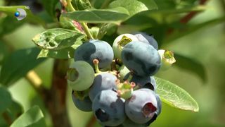 VIDEO &bdquo;Recoltarea e una dintre lucrările cele mai importante&rdquo;.  Afinele rom&acirc;nești, vedetele sezonului