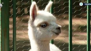 Puiul de alpaca alb, vedeta verii la Grădina Zoologică din Craiova
