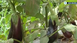 VIDEO Vinetele rom&acirc;nești, o adevărată comoară agricolă. Cum ar putea să ajungă pe mesele din Orientul Mijlociu