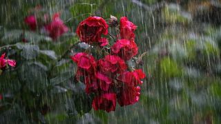 Vremea &icirc;n august 2025