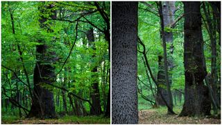 Pădurea de Smarald din județul Neamț: 3 lucruri interesante despre această rezervație