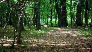 Pădurea de Smarald din județul Neamț