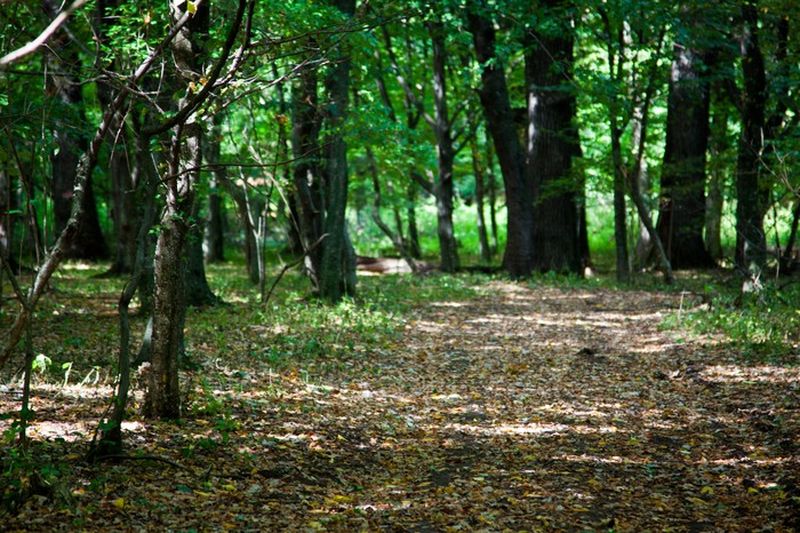 Pădurea de Smarald din județul Neamț