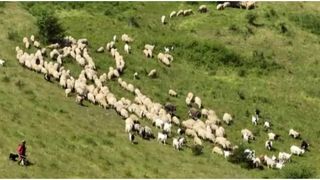 Oi &icirc;n Munții Apuseni