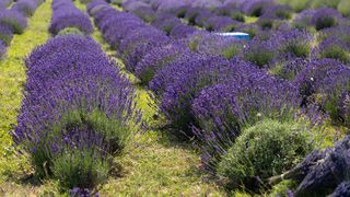 Sâmbătă, de la ora 14:45, în ”ROventura”, Vrancea, un tărâm de basm cu parfum de lavandă