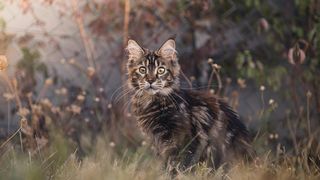 Ziua Internațională a Pisicii 2025: Cele mai frumoase rase de pisici din lume