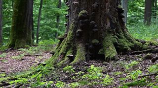 Pădurea Bavna din Maramureș