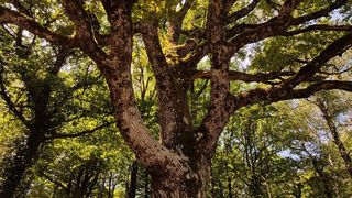 Pădurea Bavna din Maramureș ascunde comori neprețuite. Este supranumită rezervația stejarilor venerabili de lângă Mireșu Mare