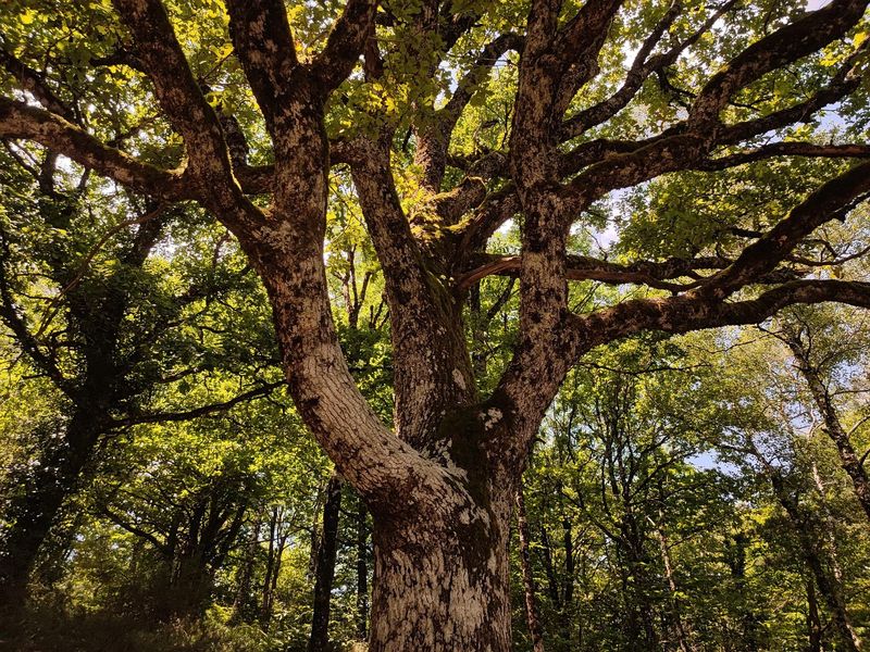 Pădurea Bavna din Maramureș