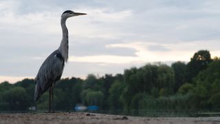 Una dintre cele mai frumoase păsări din Maramureș: Cum arată stârcul cenușiu