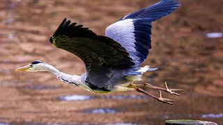 Stârcul cenușiu - Maramureș