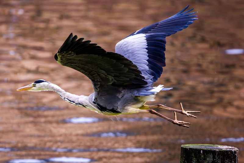 Stârcul cenușiu - Maramureș