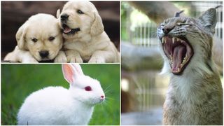 Animale mici de companie, nedorite de stăpâni, date ca hrană pentru fiarele de la Zoo