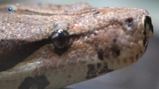 VIDEO Un bucureștean a găsit un șarpe de aproape 2 metri în baie, în miez de noapte