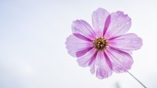 Mesaje de Sfânta Teodora 2025