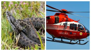 Un copil de 7 ani, mușcat de o viperă în timp ce se afla la munte cu familia, pe Creasta Cocoșului. Elicopterul SMURD Maramureș, chemat de urgență