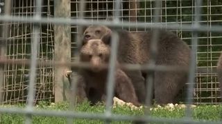 VIDEO Luci, puiul de urs rămas orfan pe Transfăgărășan, se acomodează la Sanctuarul din Zărnești. Imagini emoționante cu animalul