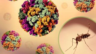 Guvernul chinez folosește drone și ț&acirc;nțari-elefant pentru stoparea virusului Chikungunya, de frica unei noi pandemii. Sunt deja mii de bolnavi