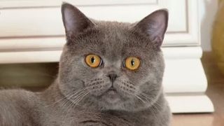 VIDEO Ziua Internațională a Pisicilor: România, pe primul loc în UE la numărul de familii cu feline