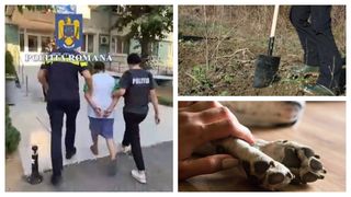 Bărbat din Găneasa, reținut după ce ar fi rănit cu o lopată un câine