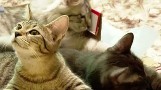 VIDEO Lavinia, eroina pisicilor fără adăpost din Craiova. Tânăra îngrijește felinele și încearcă să le găsească stăpâni