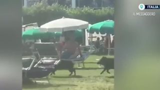 VIDEO Invazie neașteptată pe o plajă din Italia. Mistreții și-au făcut apariția printre turiști