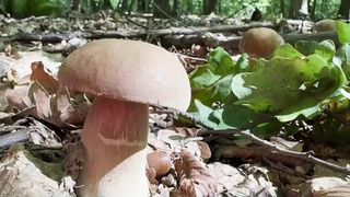 August, luna culegătorilor de ciuperci