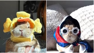 Un iepuraș &icirc;n pas cu moda, devenit viral pe internet