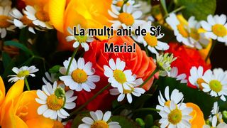 Felicitări de Sf. Maria
